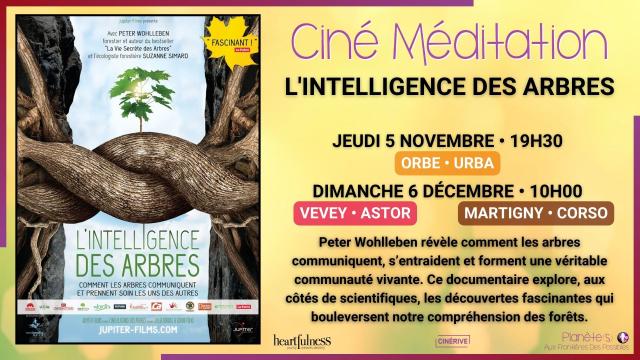 05.11_06.12 - CINE MEDITATION - L'INTELLIGENCE DES ARBRES - SITE.jpg