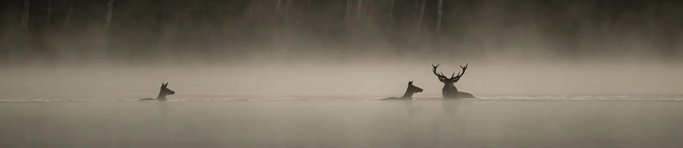 HEADER - LE CHANT DES FORÊTS.jpg