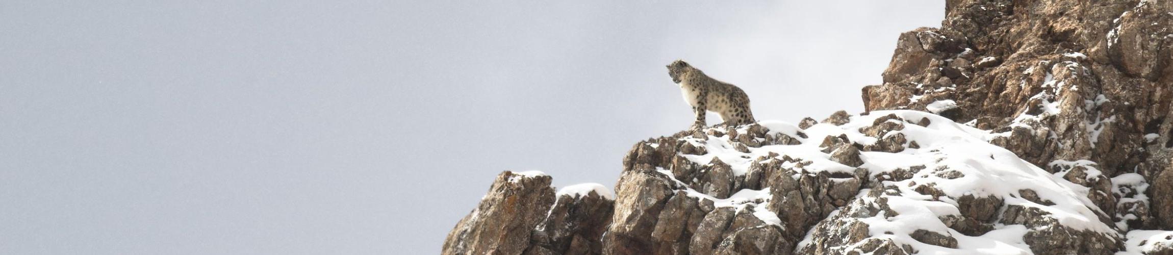 HEADER - LA PANTHERE DES NEIGES.jpg