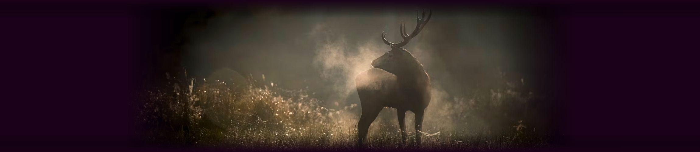 HEADER PA - LE CHANT DES FORETS.jpg