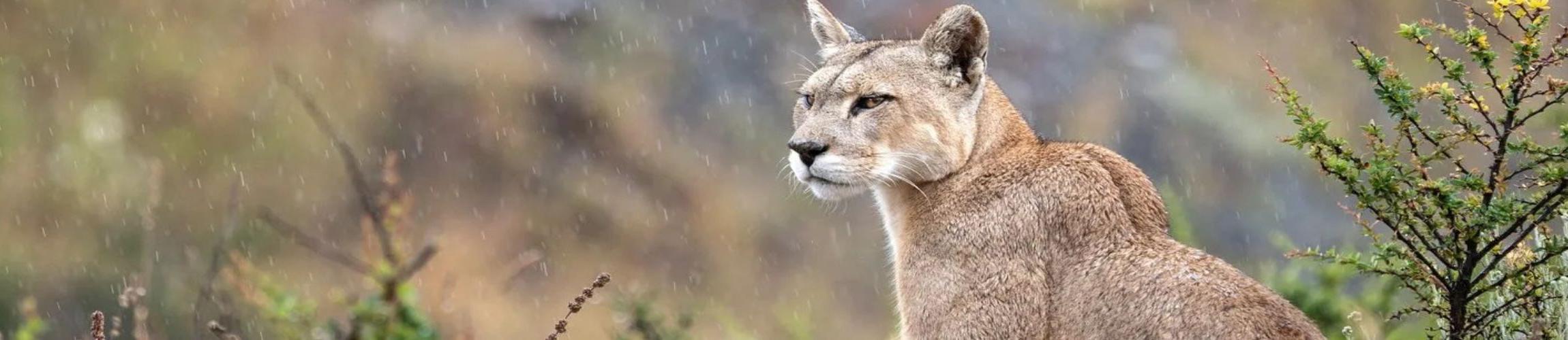 HEADER - COEXISTENCIA.jpg