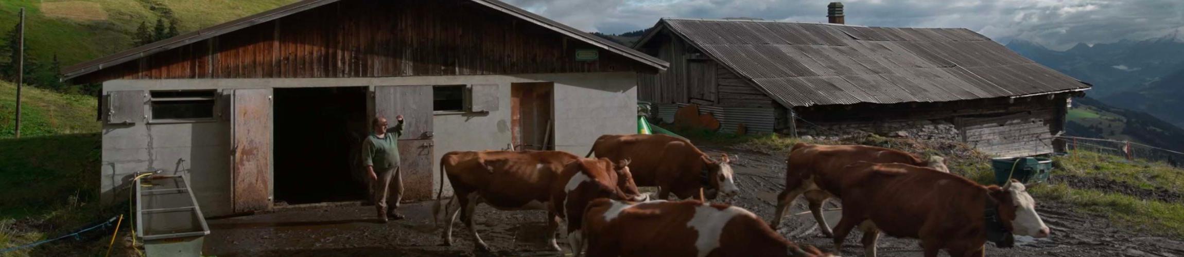 HEADER - COLOSTRUM.jpg