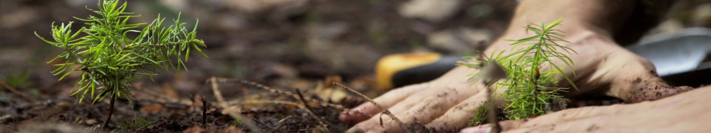 HEADER - L'INTELLIGENCE DES ARBRES.jpg