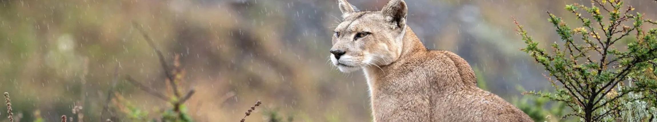 HEADER - COEXISTENCIA.jpg